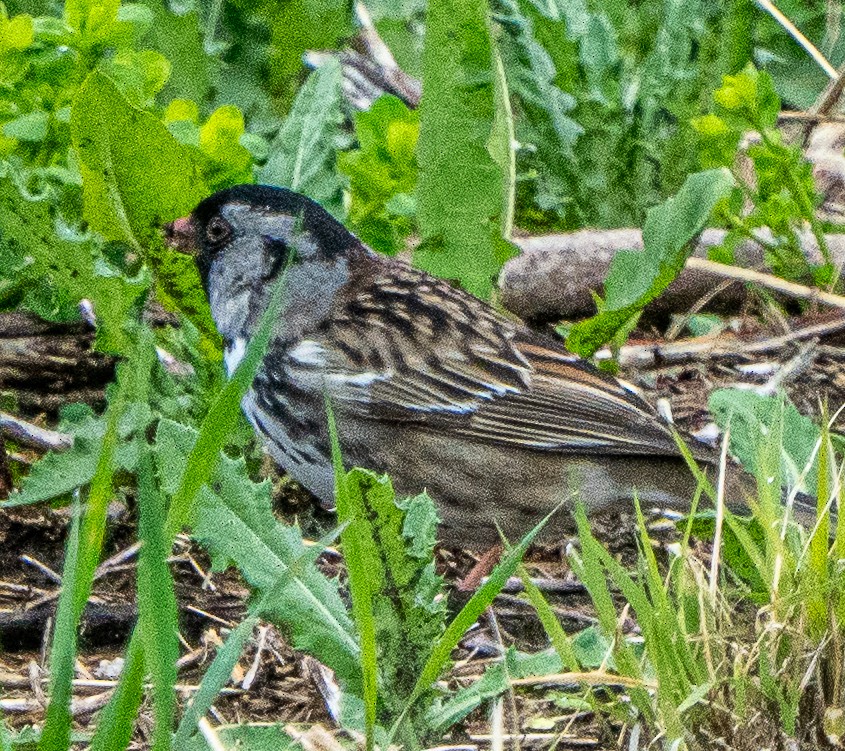 Harris's Sparrow - ML618462042