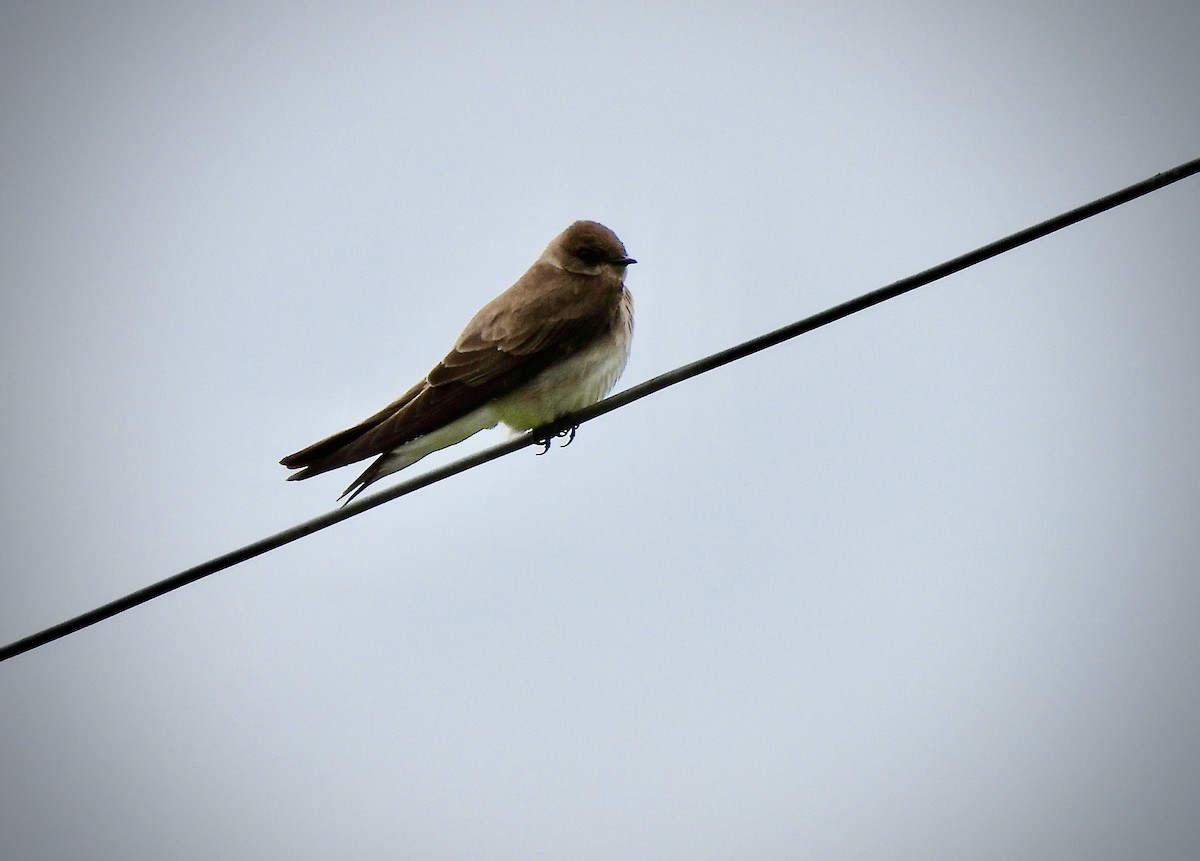 Northern Rough-winged Swallow - ML618462091