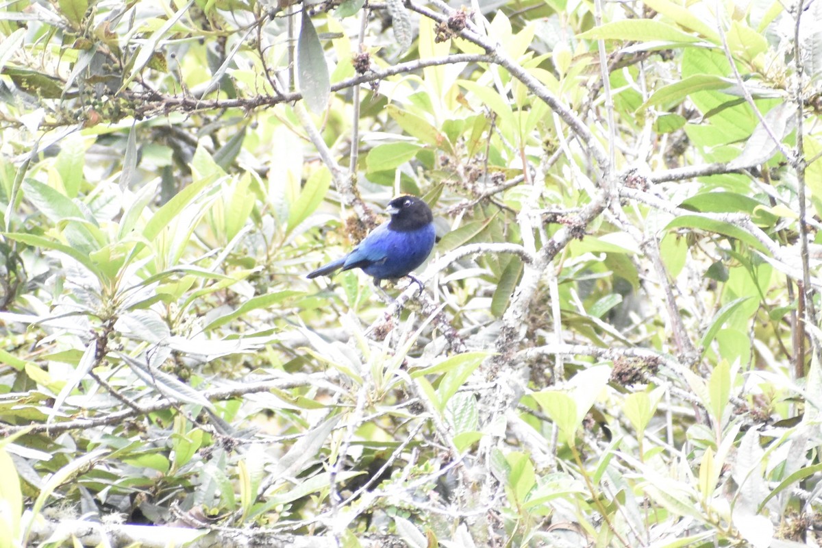 Golden-crowned Tanager - ML618462092