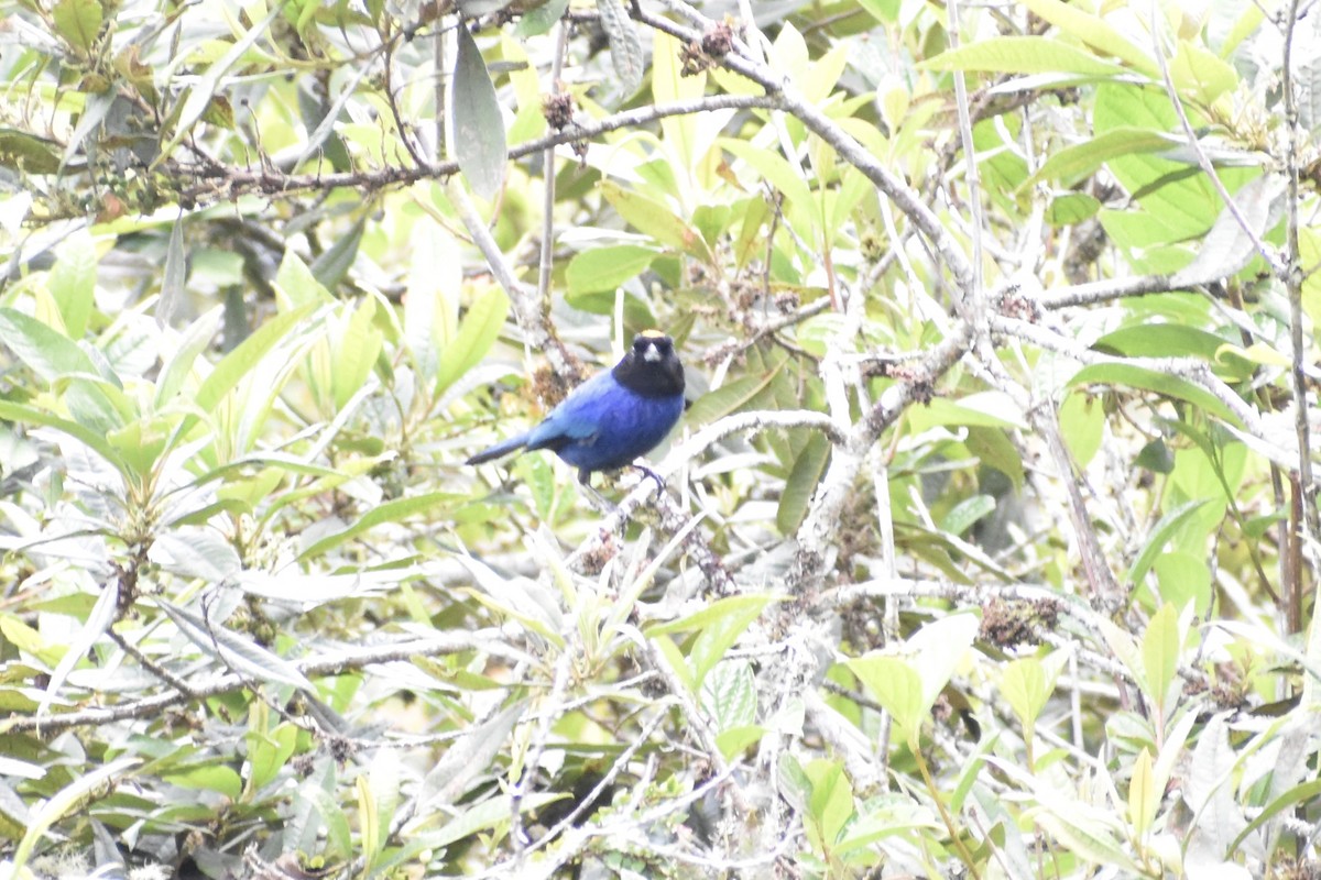 Golden-crowned Tanager - ML618462093