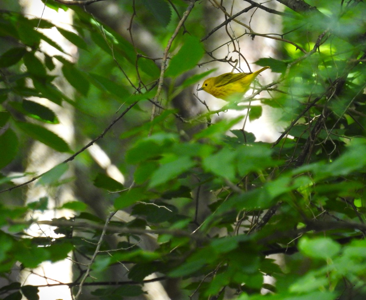 Yellow Warbler (Northern) - ML618462102
