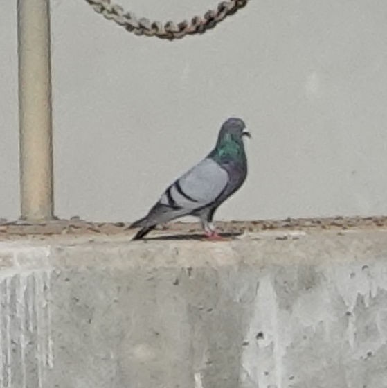 Rock Pigeon (Feral Pigeon) - ML618462135