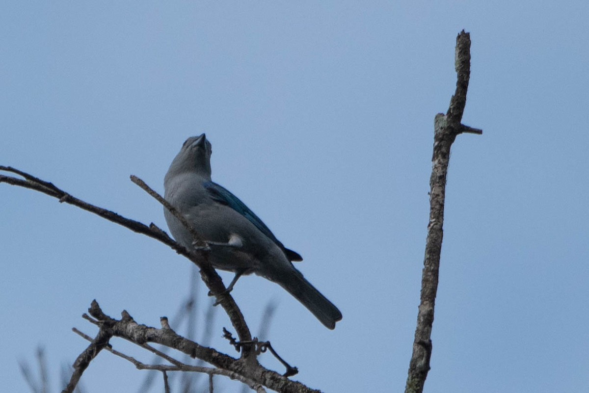 Blue-gray Tanager - ML618462138