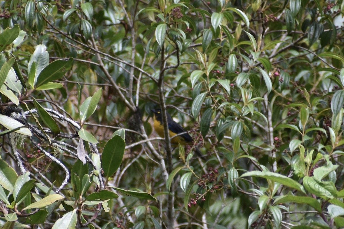 Lacrimose Mountain Tanager (palpebrosus Group) - ML618462152