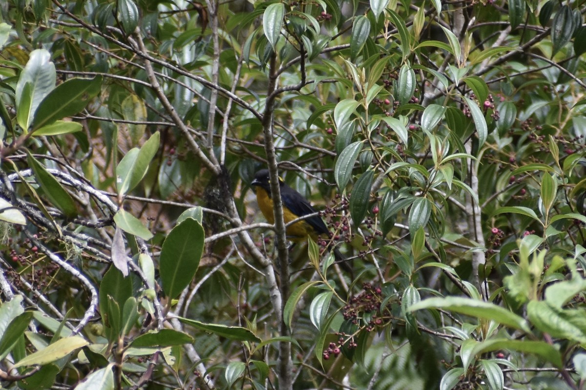Lacrimose Mountain Tanager (palpebrosus Group) - ML618462154