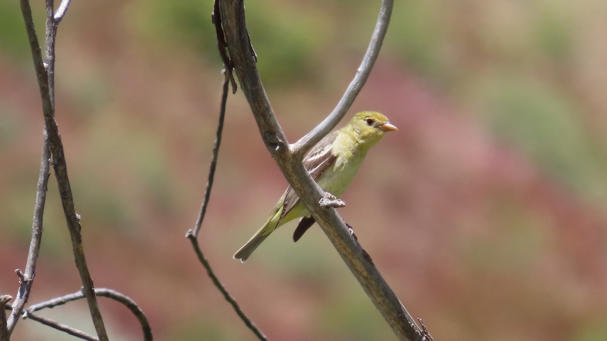 Western Tanager - ML618462195