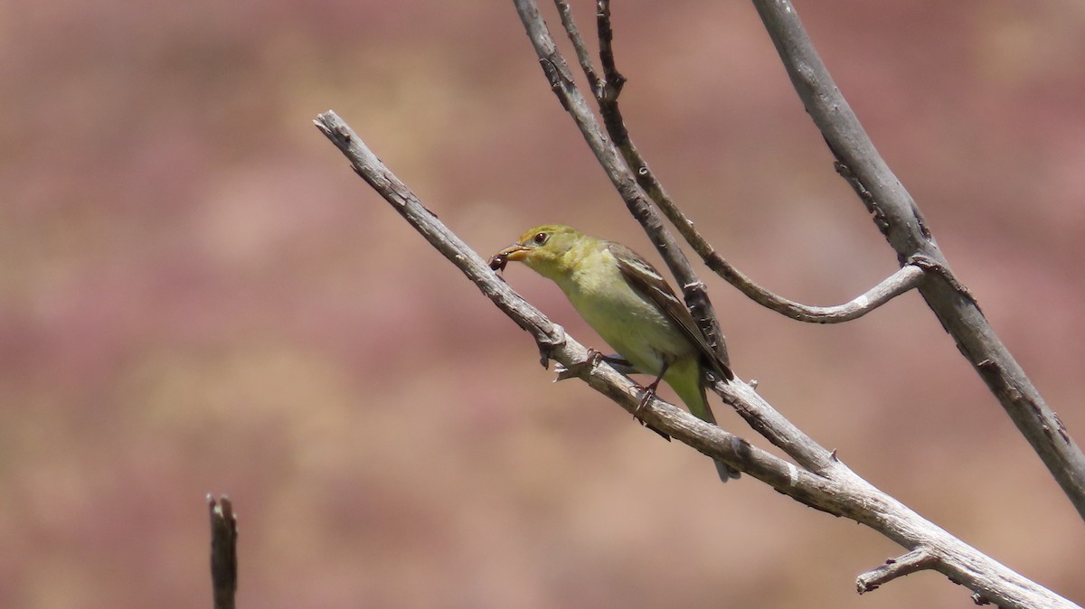 Western Tanager - ML618462210