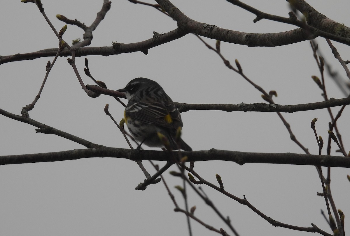 Yellow-rumped Warbler (Myrtle) - ML618462233
