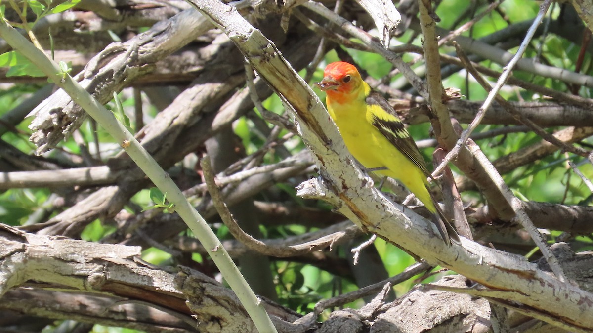 Western Tanager - ML618462235