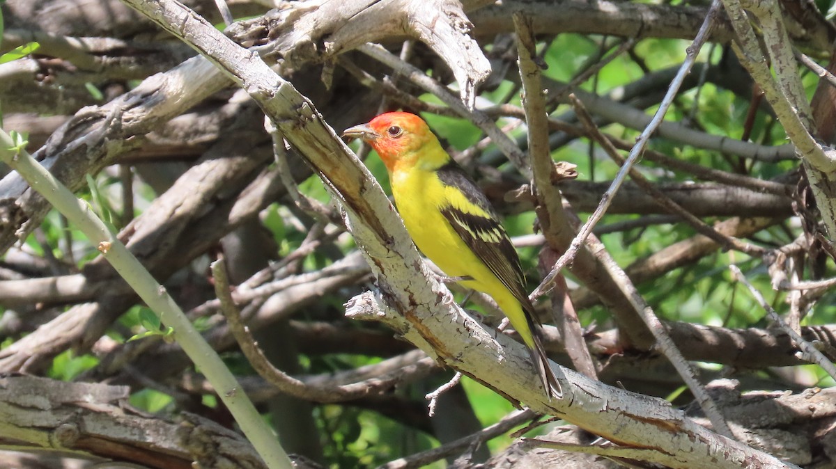 Western Tanager - ML618462245
