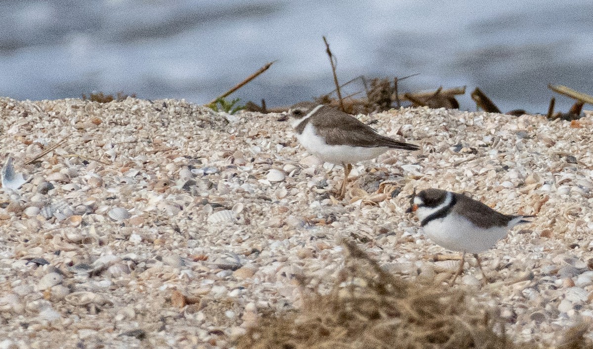 Semipalmated Plover - ML618462251