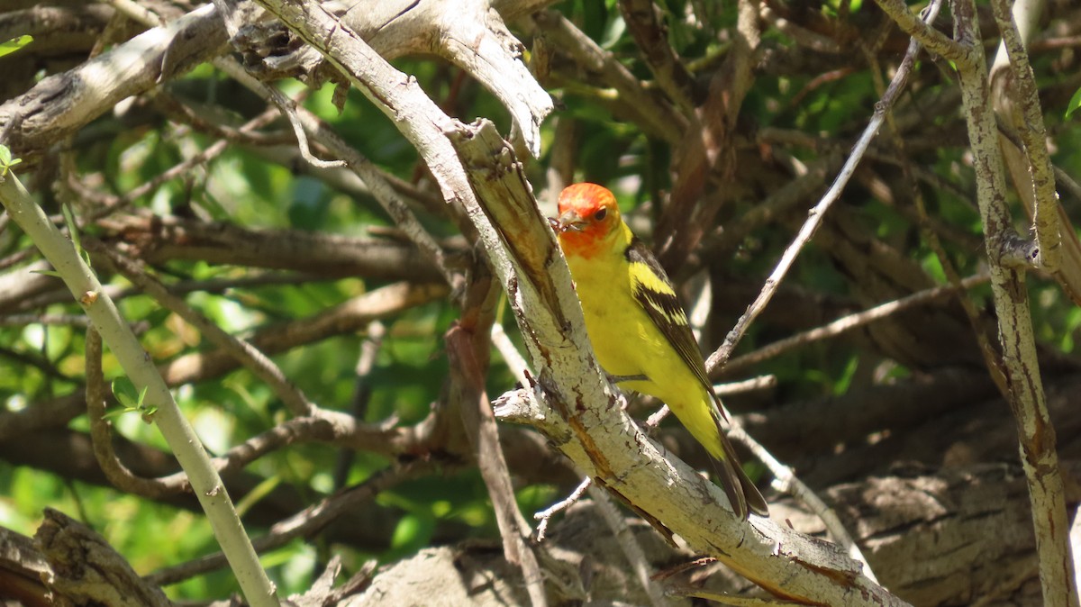 Western Tanager - ML618462253