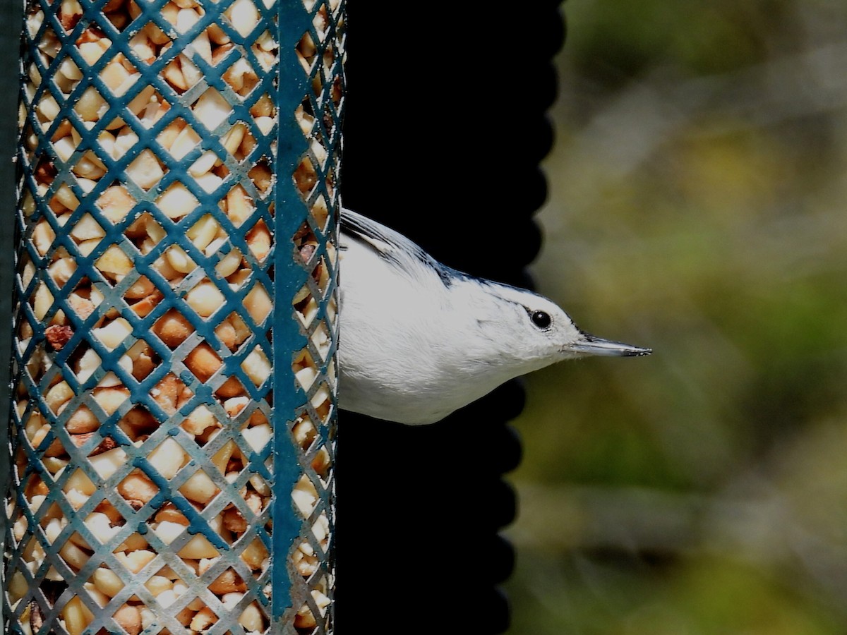 White-breasted Nuthatch - ML618462254