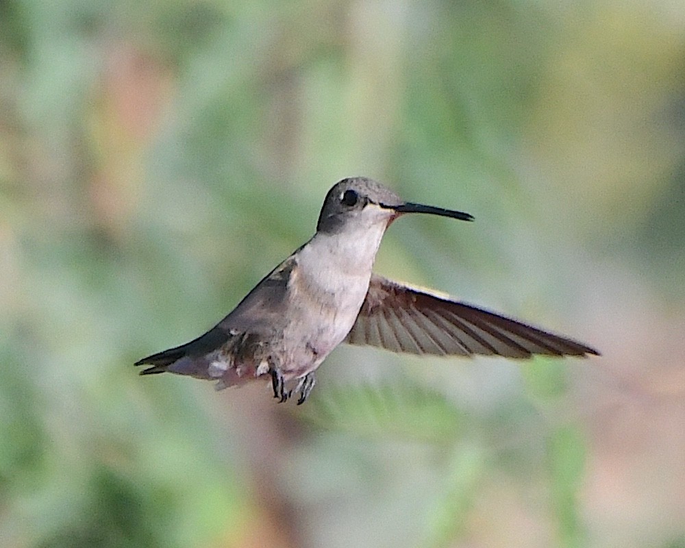 Black-chinned Hummingbird - ML618462256