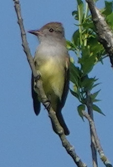 Great Crested Flycatcher - ML618462270