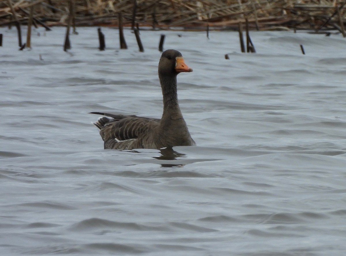 Greater White-fronted Goose - ML618462271