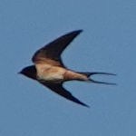 Barn Swallow - ML618462287