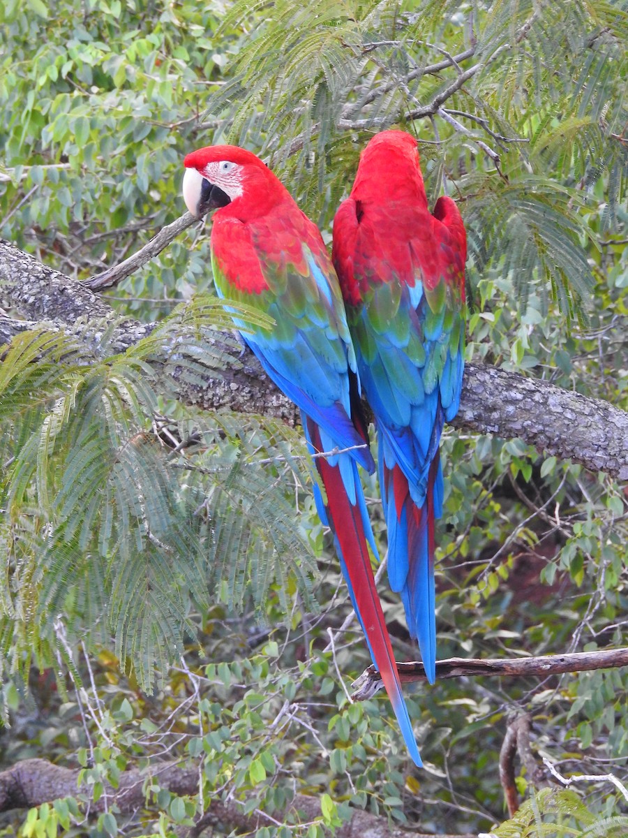 Red-and-green Macaw - Moroni - PassarinWeb