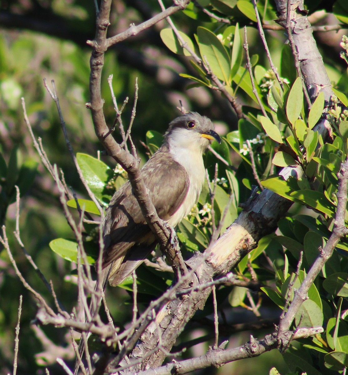 Mangrove Cuckoo - ML618462334