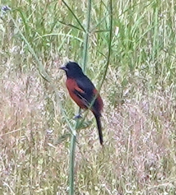 Orchard Oriole - ML618462339