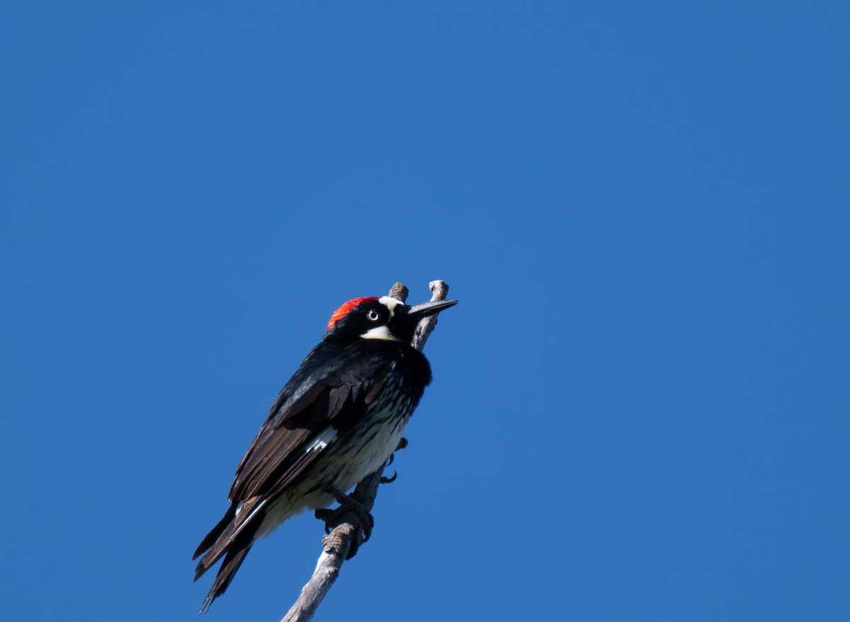 Acorn Woodpecker - Herb Elliott