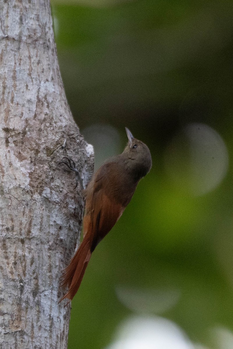 Olivaceous Woodcreeper - Andrea Heine