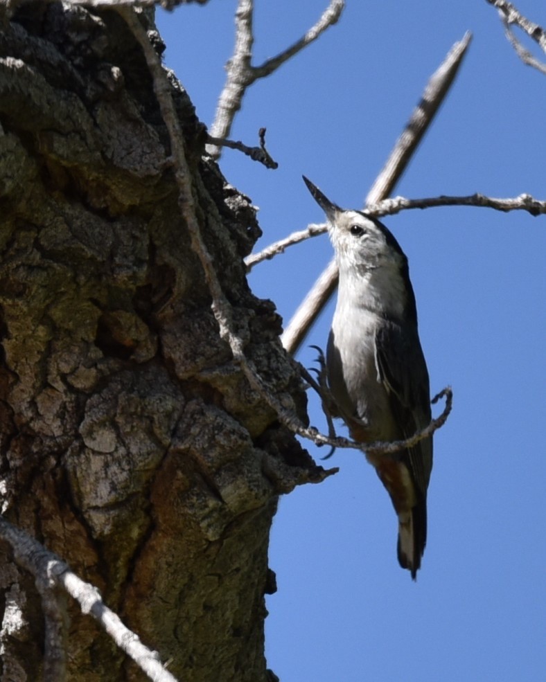 White-breasted Nuthatch - ML618462449