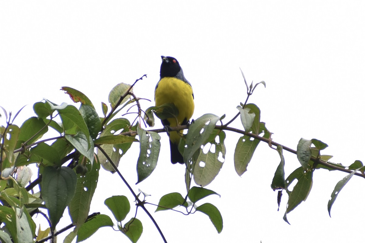 Hooded Mountain Tanager - ML618462478