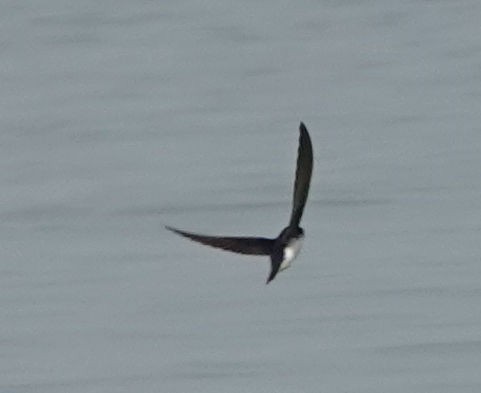 Northern Rough-winged Swallow - ML618462572