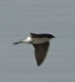 Northern Rough-winged Swallow - ML618462573