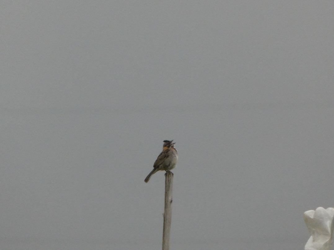 Rufous-collared Sparrow - Keyko Geraldy Saravia Llaja