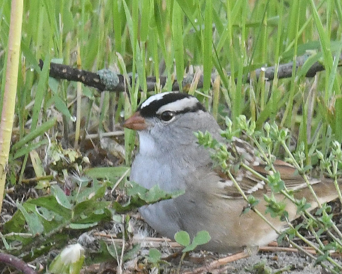 Field Sparrow - ML618462613