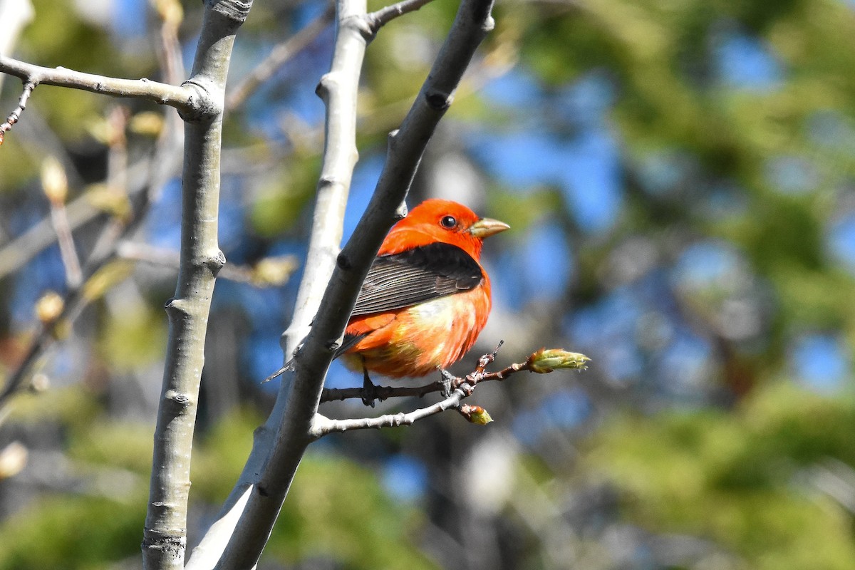 Scarlet Tanager - ML618462619