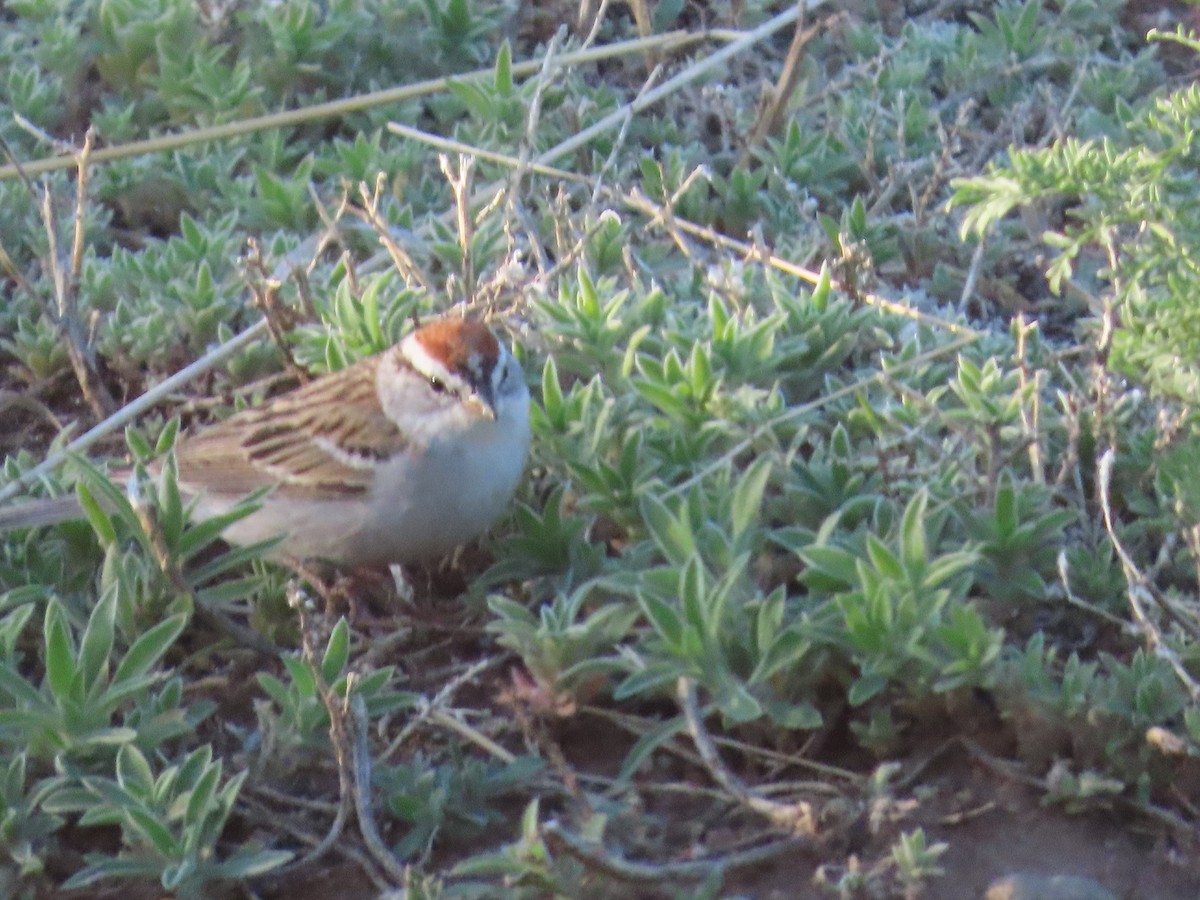 Chipping Sparrow - ML618462634