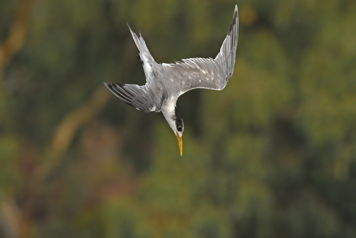 Great Crested Tern - ML618462637
