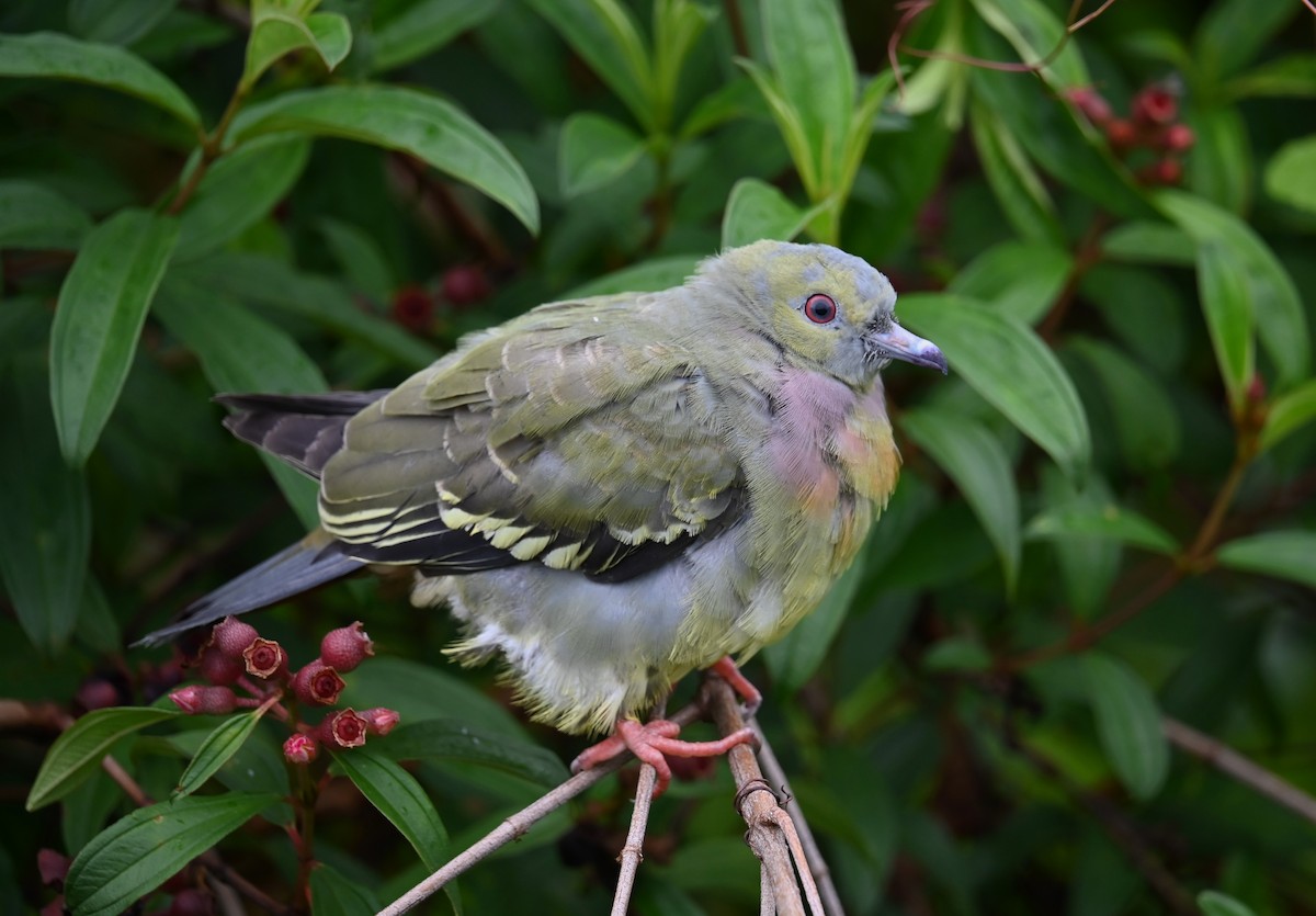 Pink-necked Green-Pigeon - ML618462653