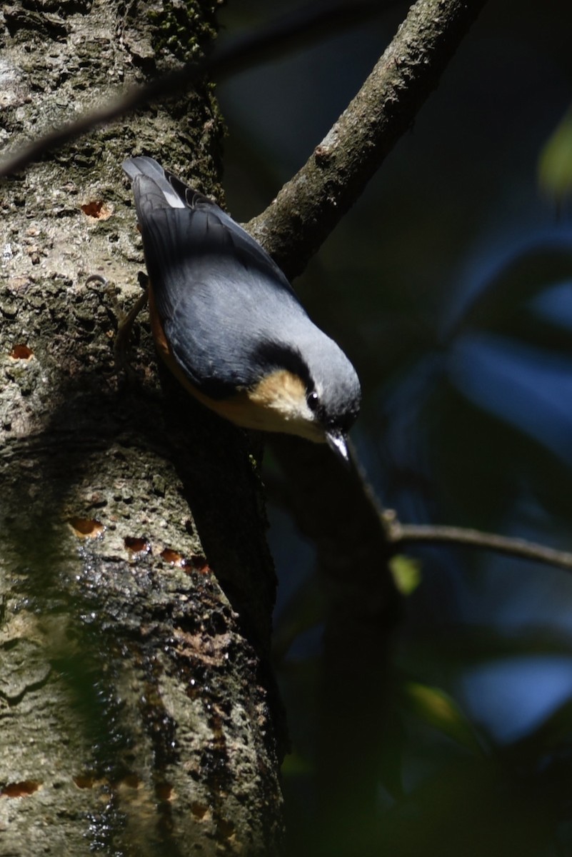 White-tailed Nuthatch - ML618462660