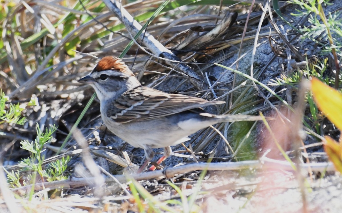 Chipping Sparrow - ML618462673