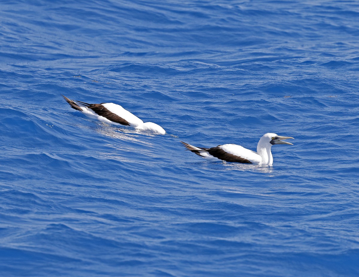 Masked Booby - ML618462675