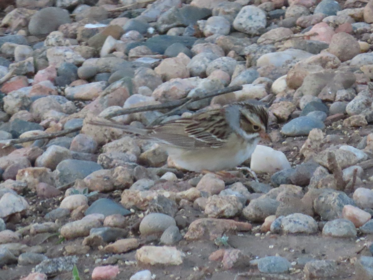 Clay-colored Sparrow - ML618462682