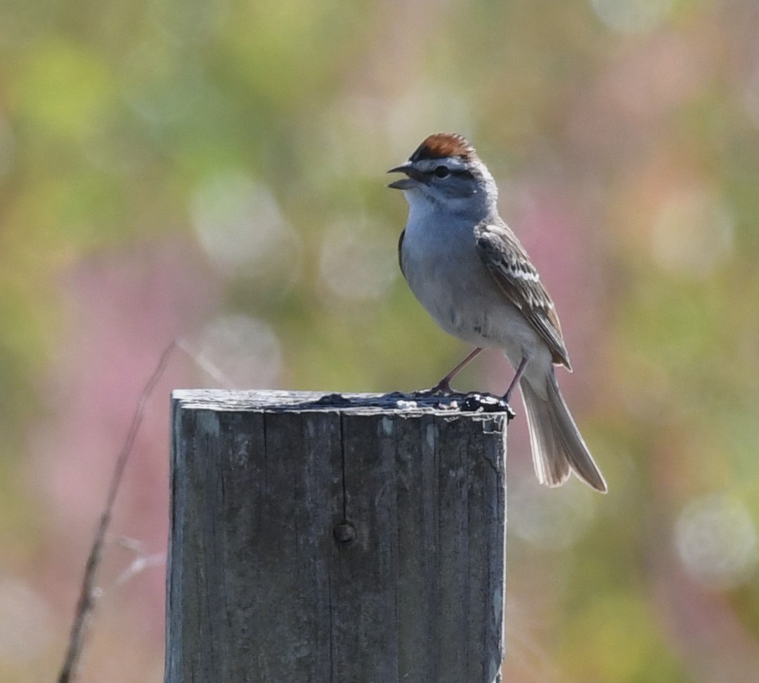 Chipping Sparrow - ML618462699