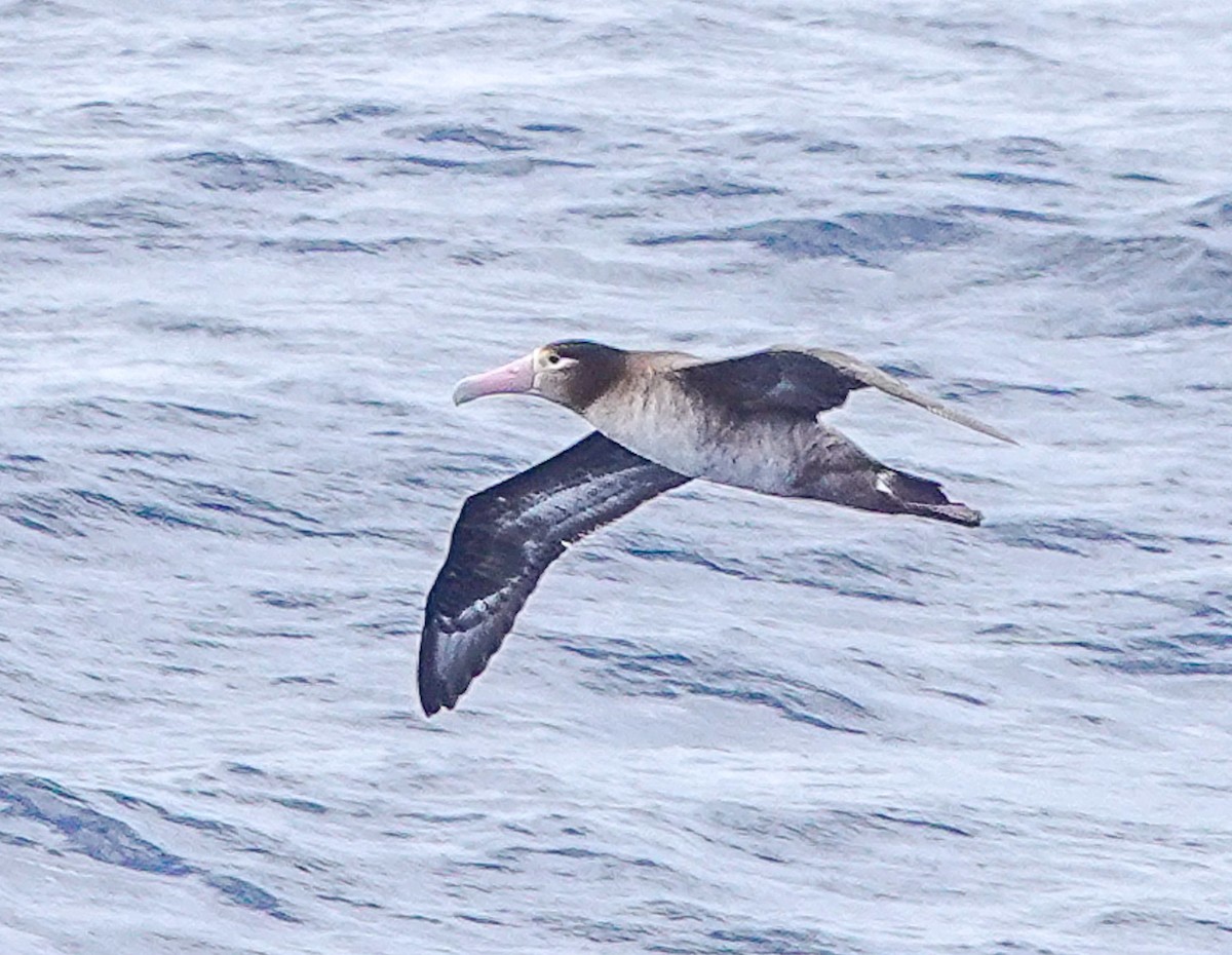 Short-tailed Albatross - ML618462739