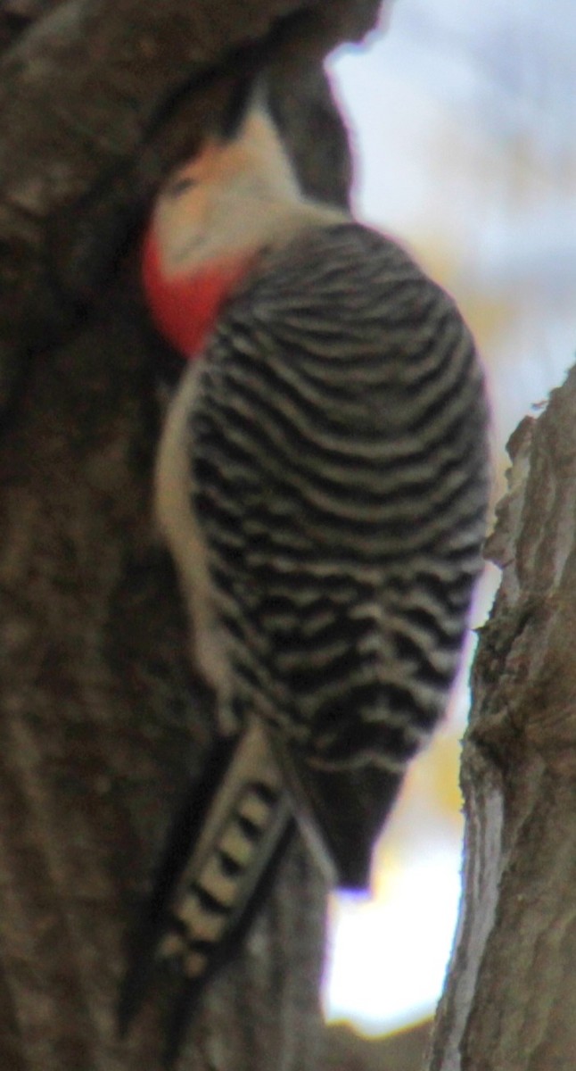Red-bellied Woodpecker - Samuel Harris