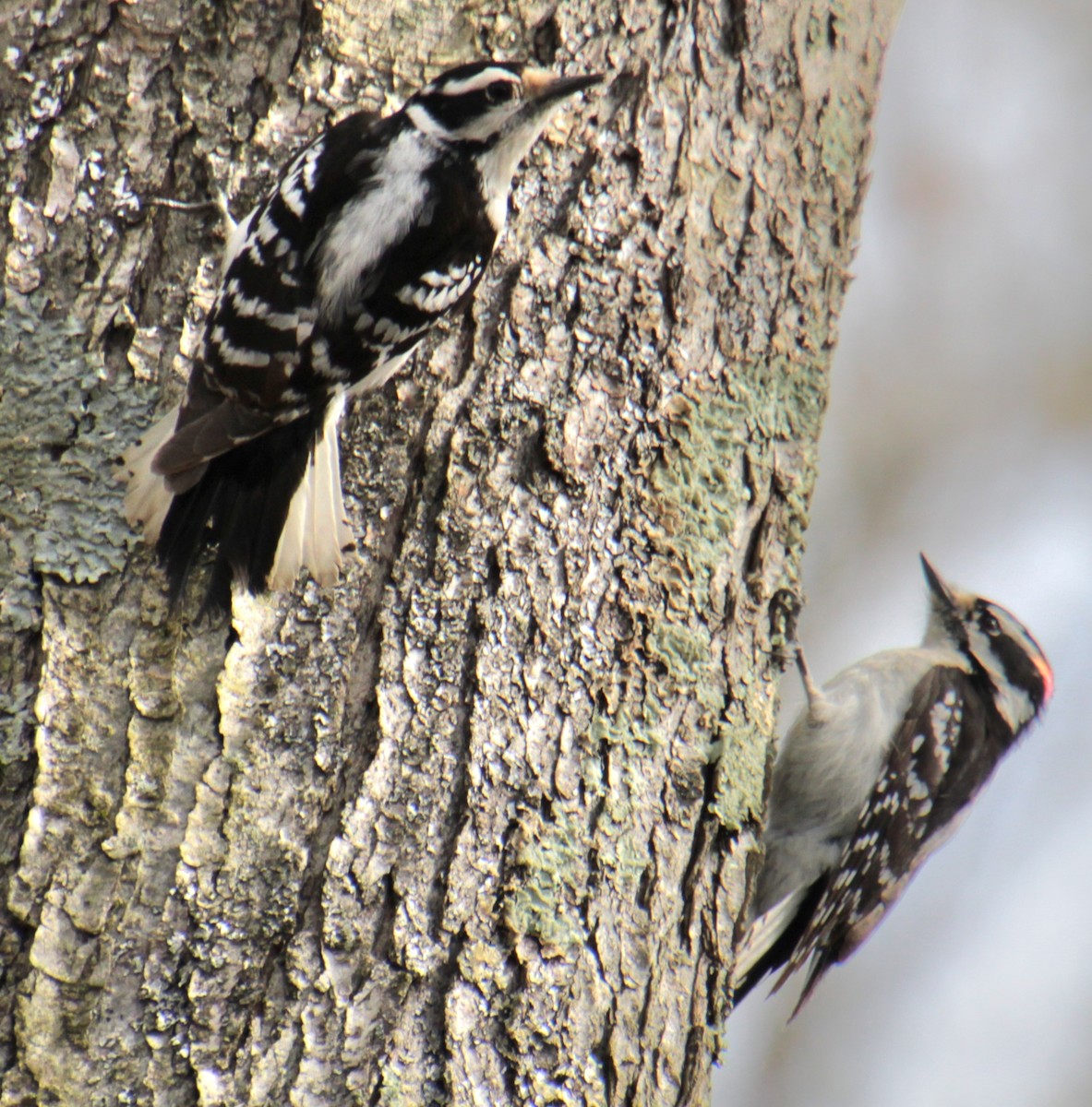Downy Woodpecker (Eastern) - ML618462757