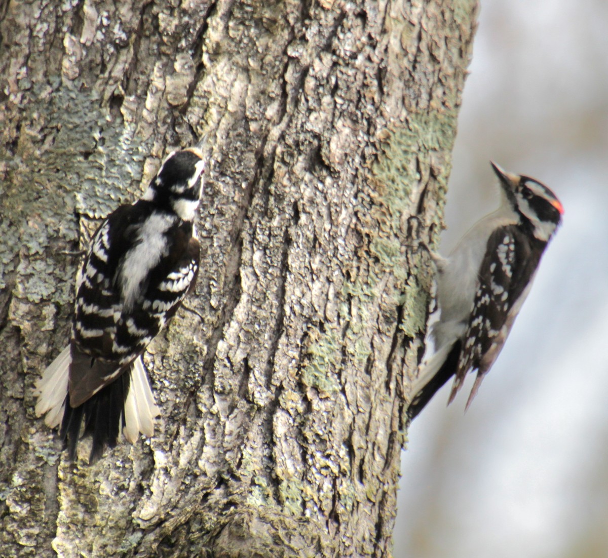 Downy Woodpecker (Eastern) - ML618462758
