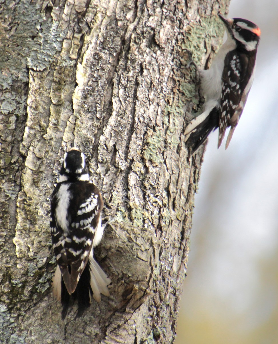 Downy Woodpecker (Eastern) - ML618462759
