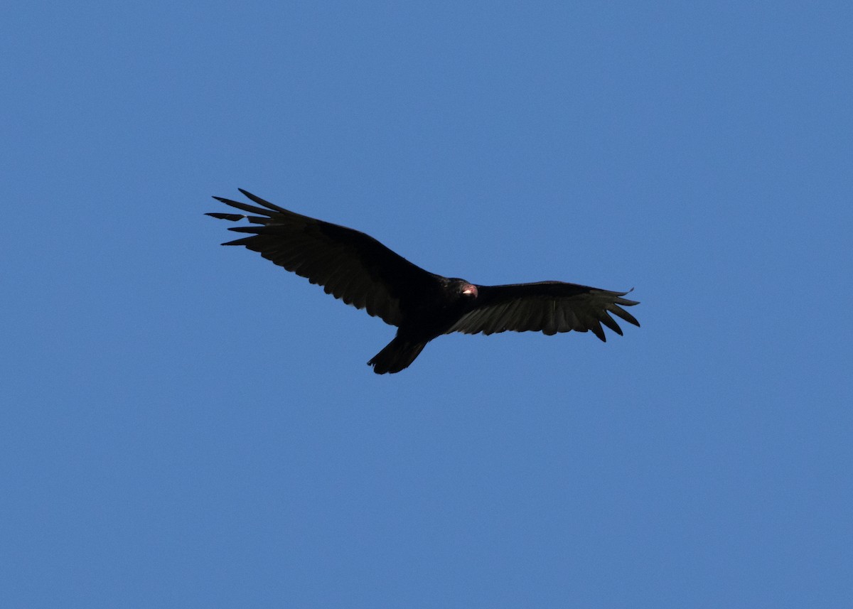 Turkey Vulture (Northern) - ML618462786