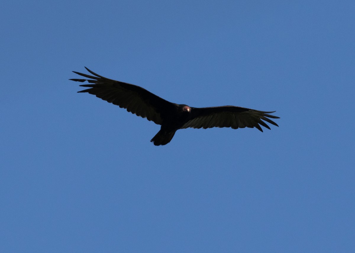 Turkey Vulture (Northern) - ML618462787