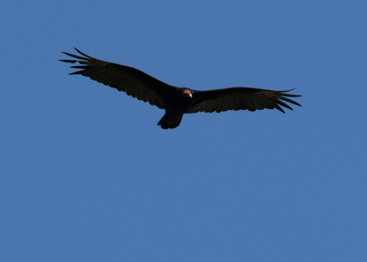 Turkey Vulture (Northern) - ML618462788