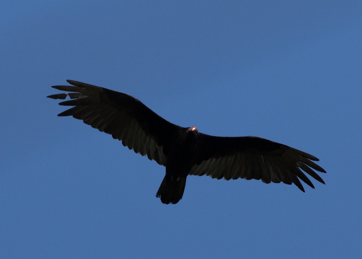 Turkey Vulture (Northern) - ML618462789